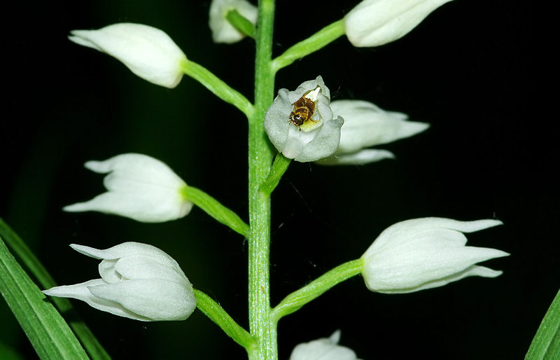 File:Cephalanthera longifolia 03.jpg