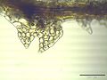 Cephalozia connivens flankenblatt.jpeg