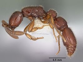 Cerapachys wroughtoni