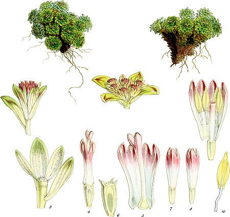 Plate XVIII; Ceratella rosulata Hook. fil.; Fitch del et lith; prel lith Linn imp