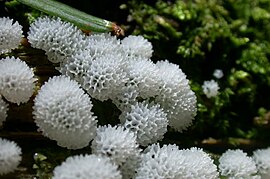 Ceratiomyxa tunohokori01.jpg