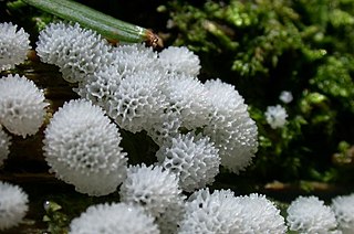 Protosteliales Group of slime moulds