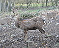 Dybowski's Sika Deer (Cervus nippon hortulorum) Dybowski-Hirsch