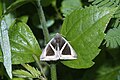 * Nomination Triangular-striped moth( Chalciope mygdon) --Vengolis 03:33, 28 September 2016 (UTC * Promotion Good quality. --Johann Jaritz 03:49, 28 September 2016 (UTC)