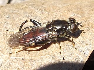 <i>Chalcosyrphus libo</i> Species of fly