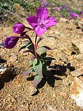 Arktisches Weidenröschen (Epilobium latifolium), grönländische Nationalblume, Upernavik