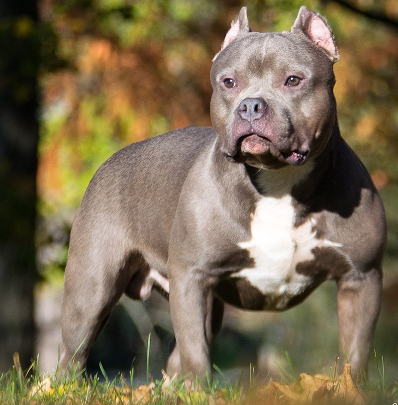 Miniature hot sale bully pitbulls