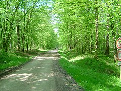 Chemin de forêt de Vy-lès-Lure.