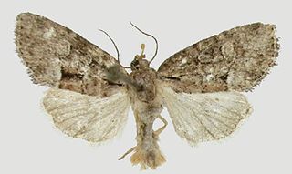 <i>Cherokeea</i> Genus of moths