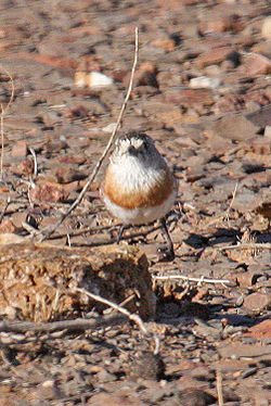 Chestnut-breasted Whiteface (Aphelocephala pectoralis) from front.jpg