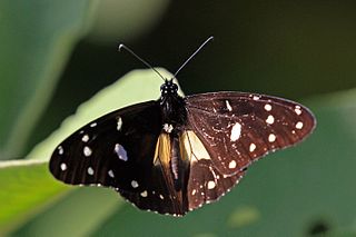 <i>Amauris echeria</i> species of insect