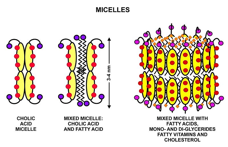 File:Cholic acid micelles.jpg