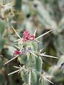 * Nomination Cholla (Cylindropuntia spp.) flowers and spines, Jewel of the Creek --Tagooty 03:02, 11 April 2023 (UTC) * Promotion  Support Good quality. --XRay 03:09, 11 April 2023 (UTC)