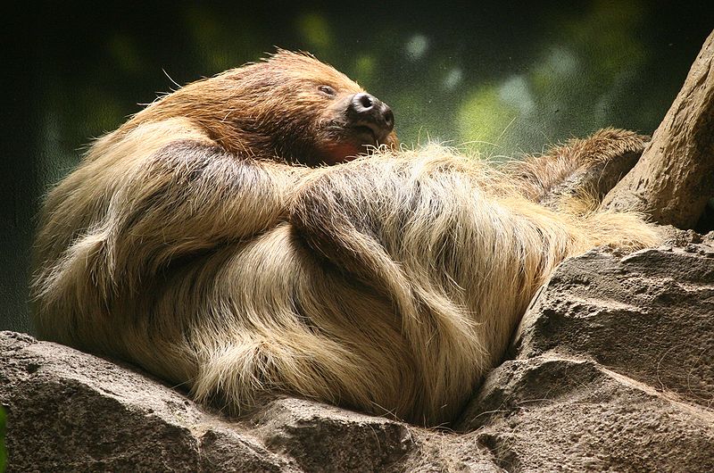 File:Choloepus didactylus - Buffalo Zoo.jpg