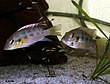 Chromidotilapia guntheri Bama BF cpl fry2.jpg