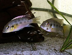 ♀ Chromidotilapia guntheri