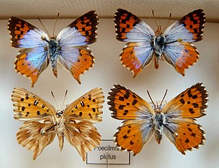 <i>Chrysoritis plutus</i> Species of butterfly