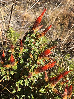 <i>Chuquiraga spinosa</i> Flowering plant in the family Asteraceae native to Peru and Bolivia