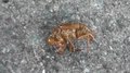 File:Cicada's exoskeleton.webm