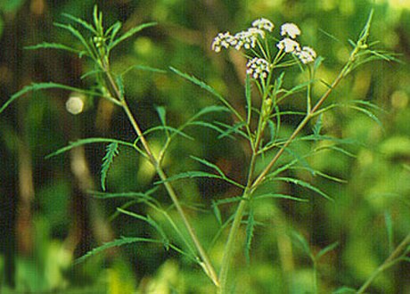 Cicuta bulbifera