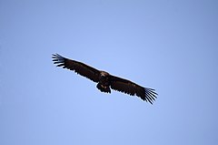 Category:Aegypius monachus in flight - Wikimedia Commons