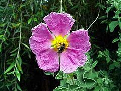 Cistus incanus