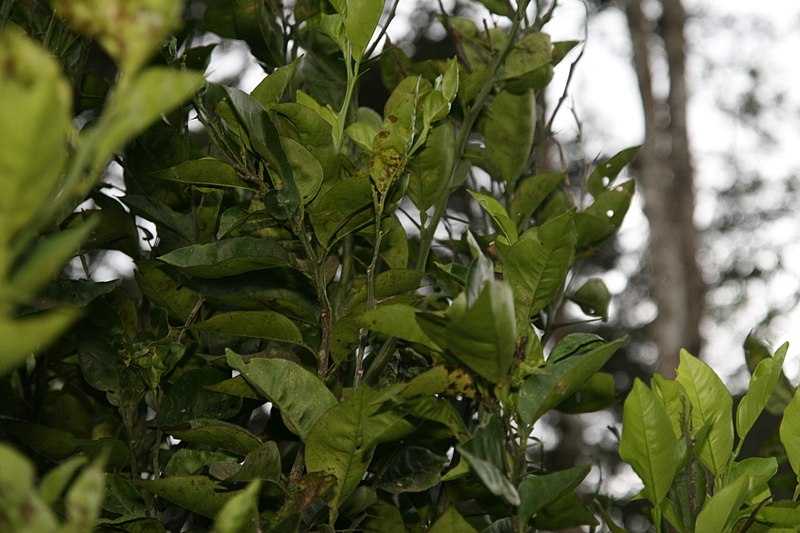 File:Citrus sinensis 8zz.jpg