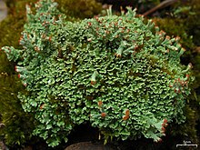 Cladonia sobolescens? (4504249827).jpg