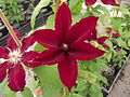 Clematis patens Rebecca 'Evipo016'