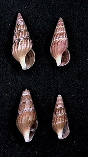 <i>Clionella rosaria</i> Species of gastropod