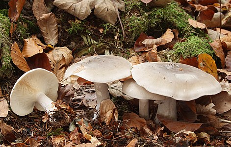 Clitocybe nebularis (Clouded Agaric)