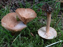 Clitocybe sinopica BW46 (1).JPG