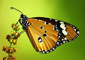 Ventral view (Male)