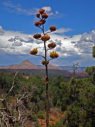 Century plant (Agave deserti) inflorescence; a semelparous perennial. Closeup of Century Plant (Agave) (5009844768).jpg