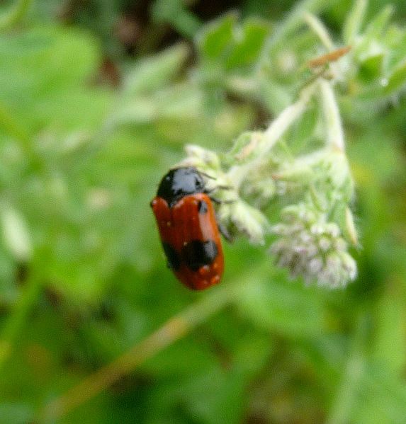 File:Clytra laeviuscula^ Chrysomelidae - Flickr - gailhampshire.jpg