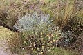 Lupinus pubescens & ? Grindelia