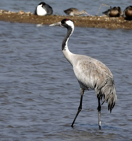 File:Common Crane AMSM6973.jpg