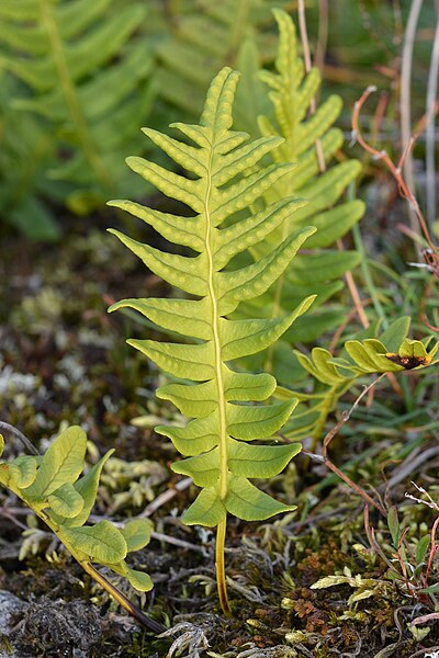 File:Common Polypody (Polypodium vulgare) - Nesodden, Norway 2020-09-20 (01).jpg