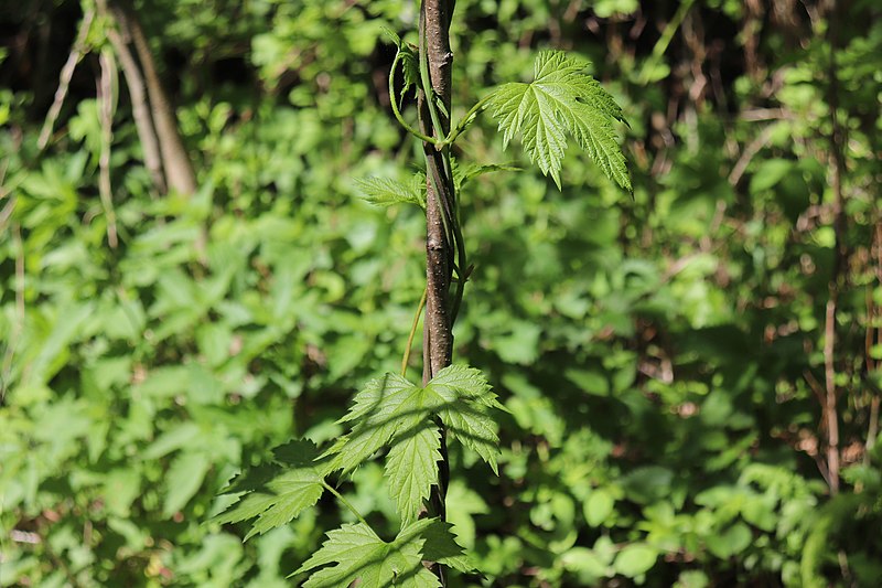 File:Common hop (Humulus lupulus). Berezitsko.jpg