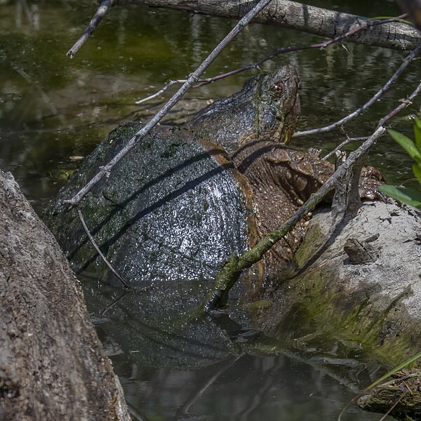 File:Common snapping turtle maumee bay sp boardwalk 5.15.23 DSC 7745-topaz-denoiseraw.jpg