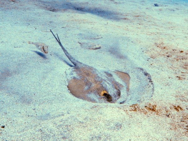 Common stingray foraging for invertebrates in seafloor sediment.