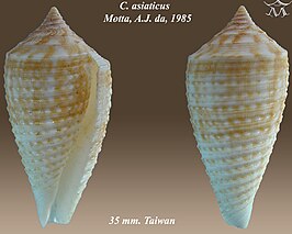 Conus asiaticus