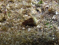 Conus balteatus f. cernicus (peu commun)