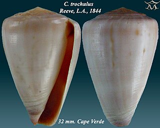 <i>Conus trochulus</i> Species of sea snail