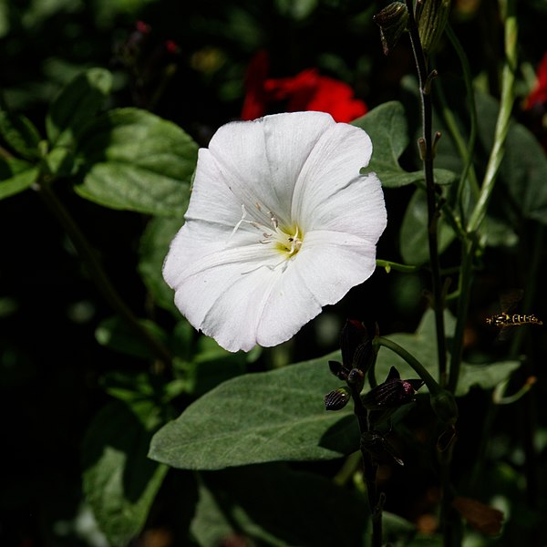 File:Convolvulus arvensis-Liseron des champs-FE-20210705.jpg