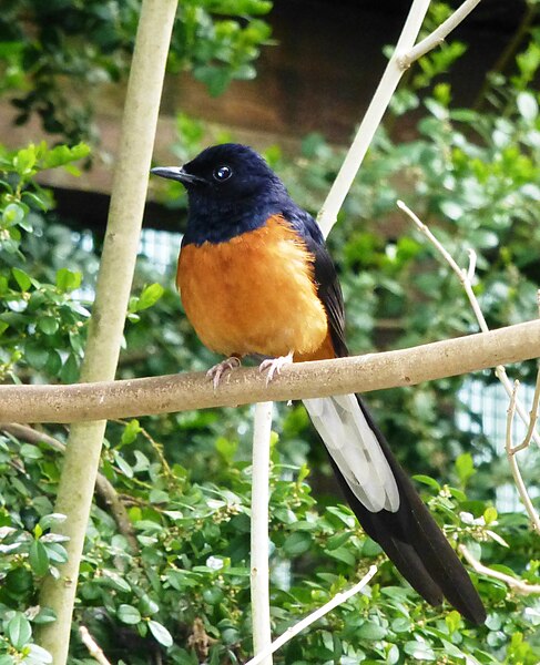 File:Copsychus malabaricus -Durrell Wildlife Park, Jersey-8a.jpg