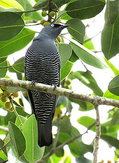 <span class="mw-page-title-main">Barred cuckooshrike</span> Species of bird