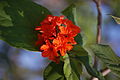 Cordia sebestena