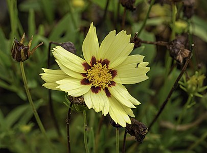 File:Coreopsis tinctoria cultivar Uptick Cream and Red