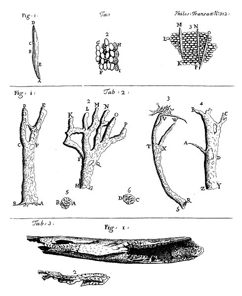 Cortex peruvianus study by Antonie van Leeuwenhoek, 1706